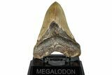 Fossil Megalodon Tooth - North Carolina #297288-1